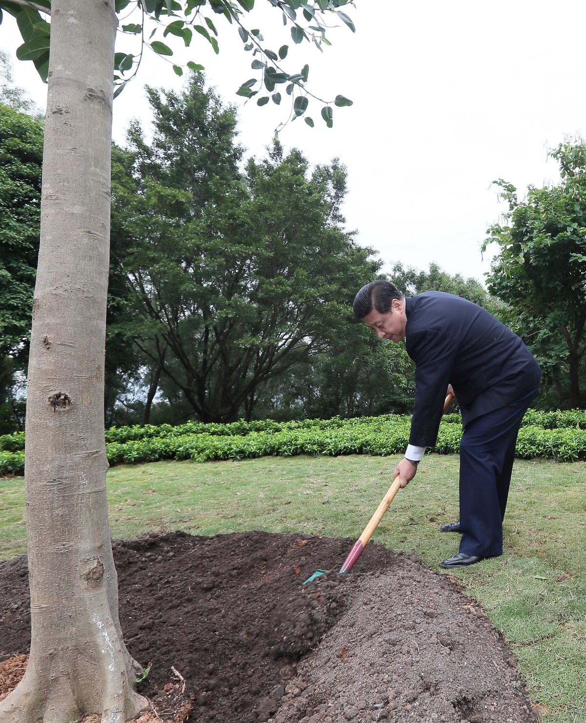 2012年12月8日，習近平在深圳蓮花山公園種下一棵高山榕樹。