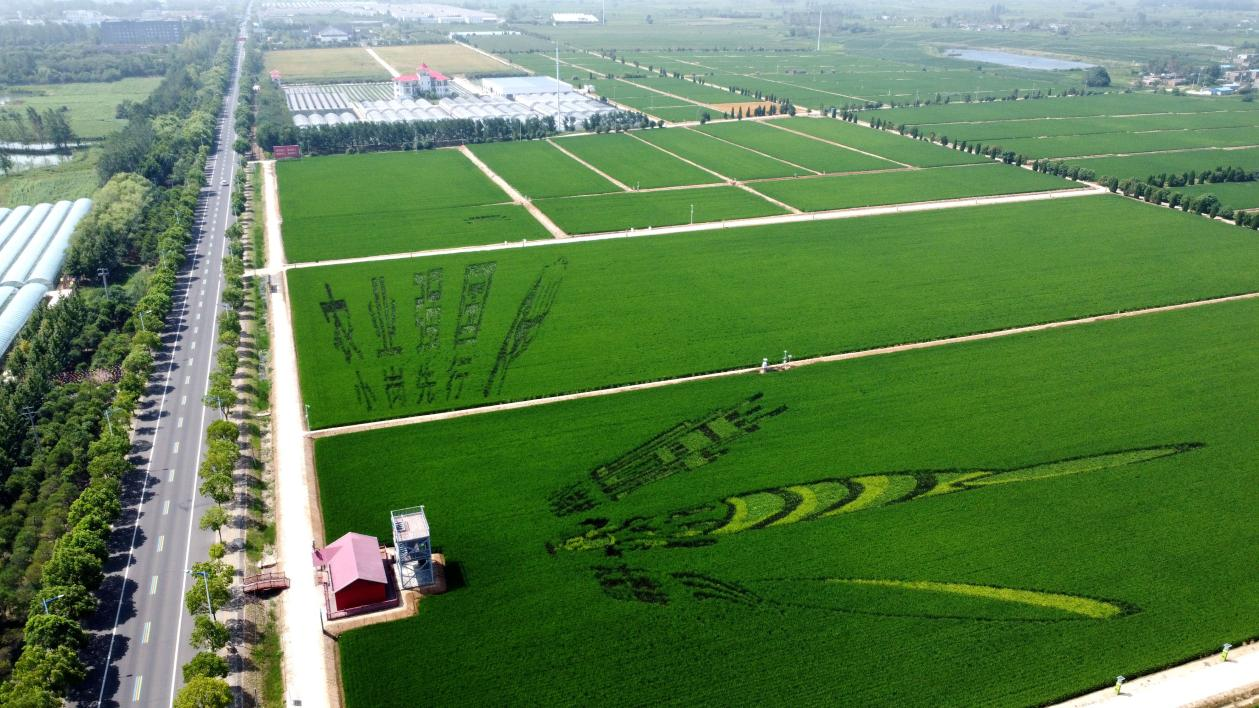 俯瞰小崗村高標(biāo)準(zhǔn)農(nóng)田。鳳陽(yáng)縣委宣傳部供圖
